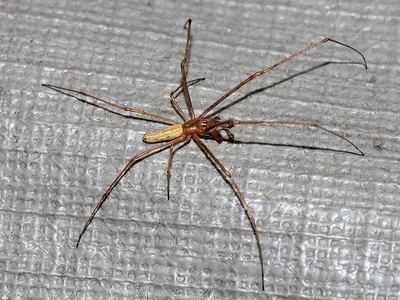 Tetragnatha pallescens