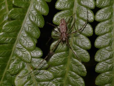 Tetragnatha quasimodo