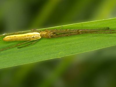 Tetragnatha straminea