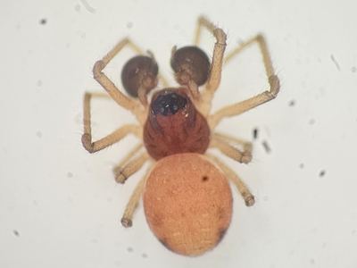Dwarf ground long-jawed spider