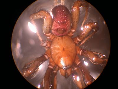 Common foldingdoor spider