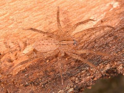 Southeastern wandering spider