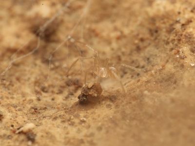Eidmannella rostrata