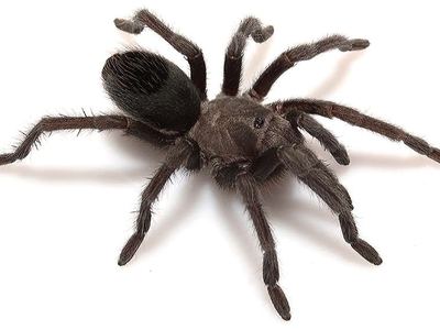 Aphonopelma joshua