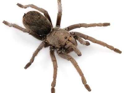 Rodeo black