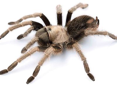 California ebony tarantula