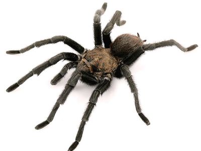 Texas tan tarantula