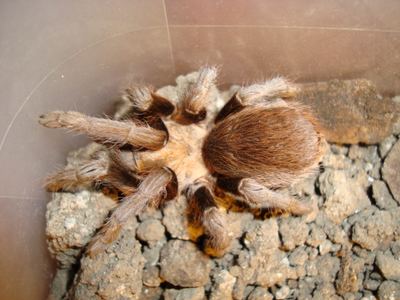 Texas brown tarantula