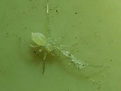 Wulfila albens
