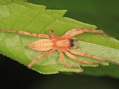 Garden ghost spider