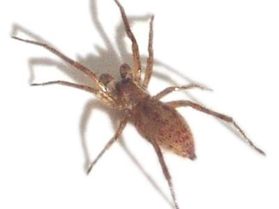 Yellow ghost spider