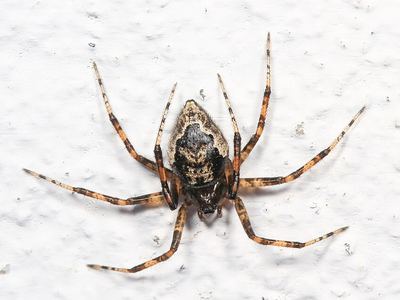 Related species: Euryopis funebris