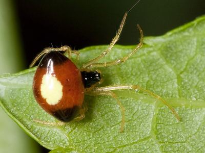 Emerton's bitubercled cobweaver