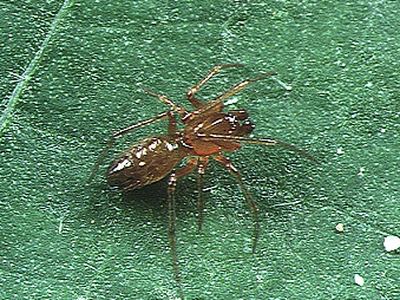 Coleosoma floridanum