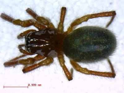 Related species: Robertus riparius