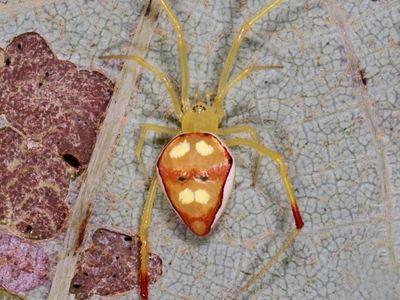 Spintharus flavidus