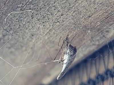 Rhomphaea projiciens