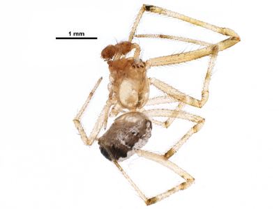 Theridion neomexicanum