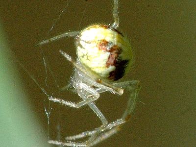 Theridion varians