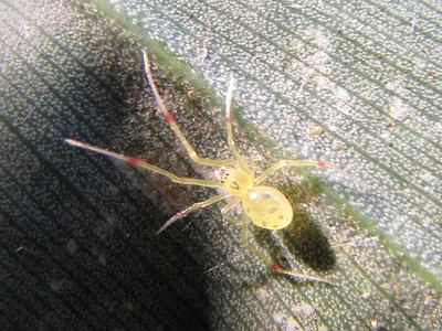 Hawaiian happy face spider