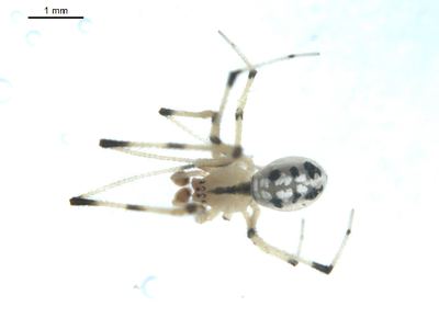 White long-legged cobweaver