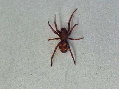 Steatoda transversa