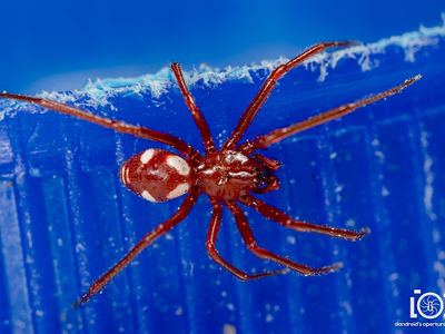 Steatoda erigoniformis