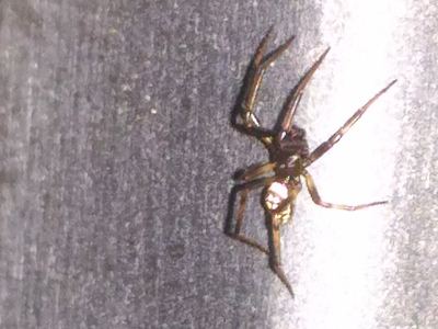 Steatoda albomaculata