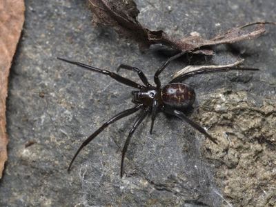 Black cobweb spider
