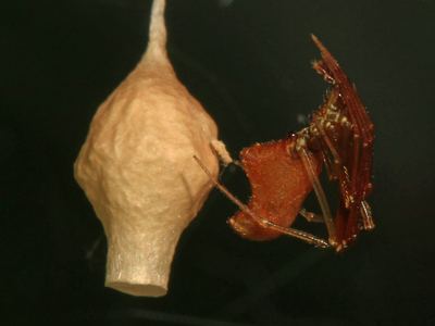 Horned parasitic cobweaver