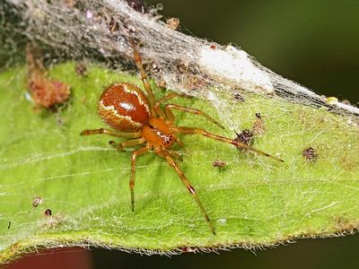 Anelosimus studiosus