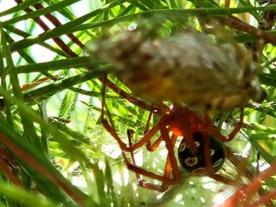 Red widow
