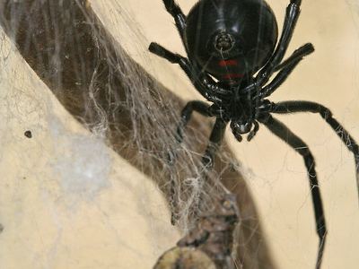 Western black widow