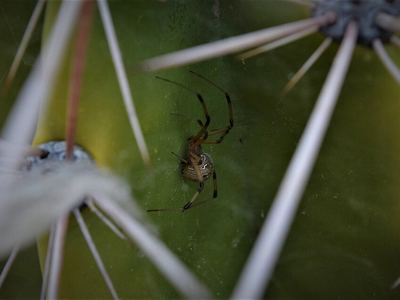 Brown widow