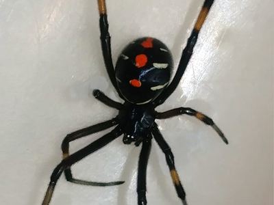 Southern black widow