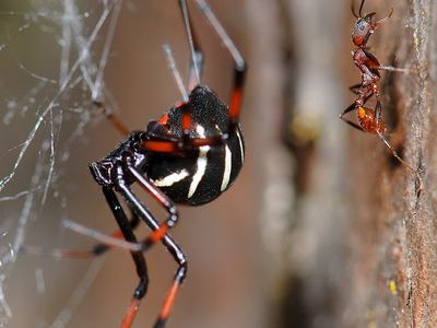 Northern black widow