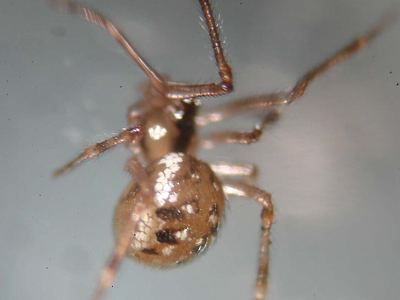 Common six-spotted cobweaver