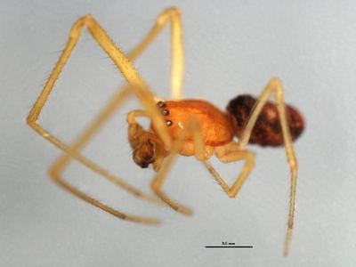 Rugathodes aurantius