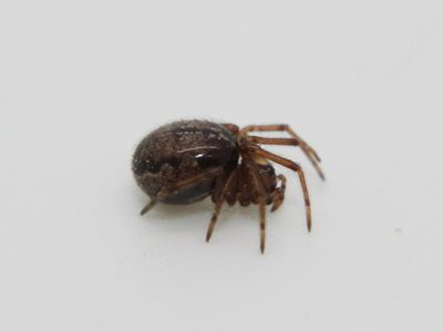Marbled cobweb spider