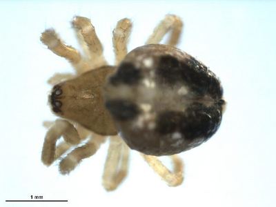 Enoplognatha caricis