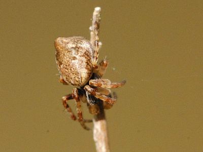Cone-shaped orbweaver