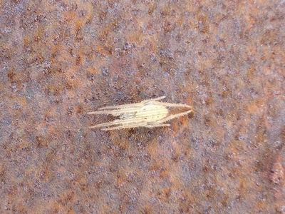 Larinia borealis
