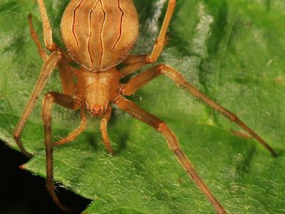 Difoliate orbweaver
