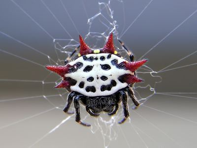Spiny-backed orbweaver