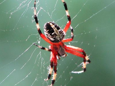 Red-femured spotted orbweaver