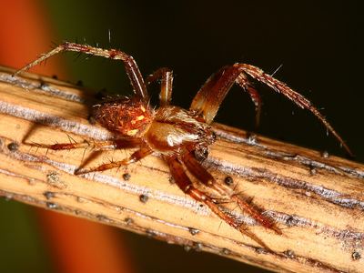 Arabesque orbweaver