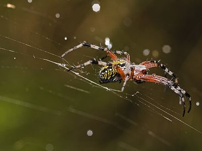 Western spotted orbweaver