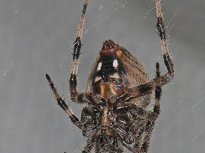 Spotted orbweaver