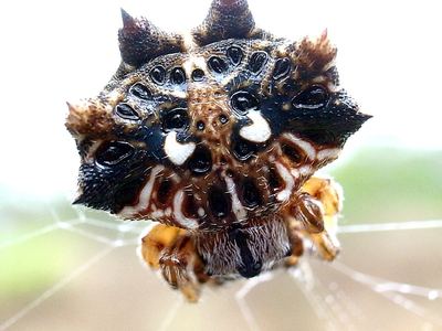 Asian spiny-backed spider