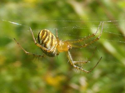 Lined orbweaver